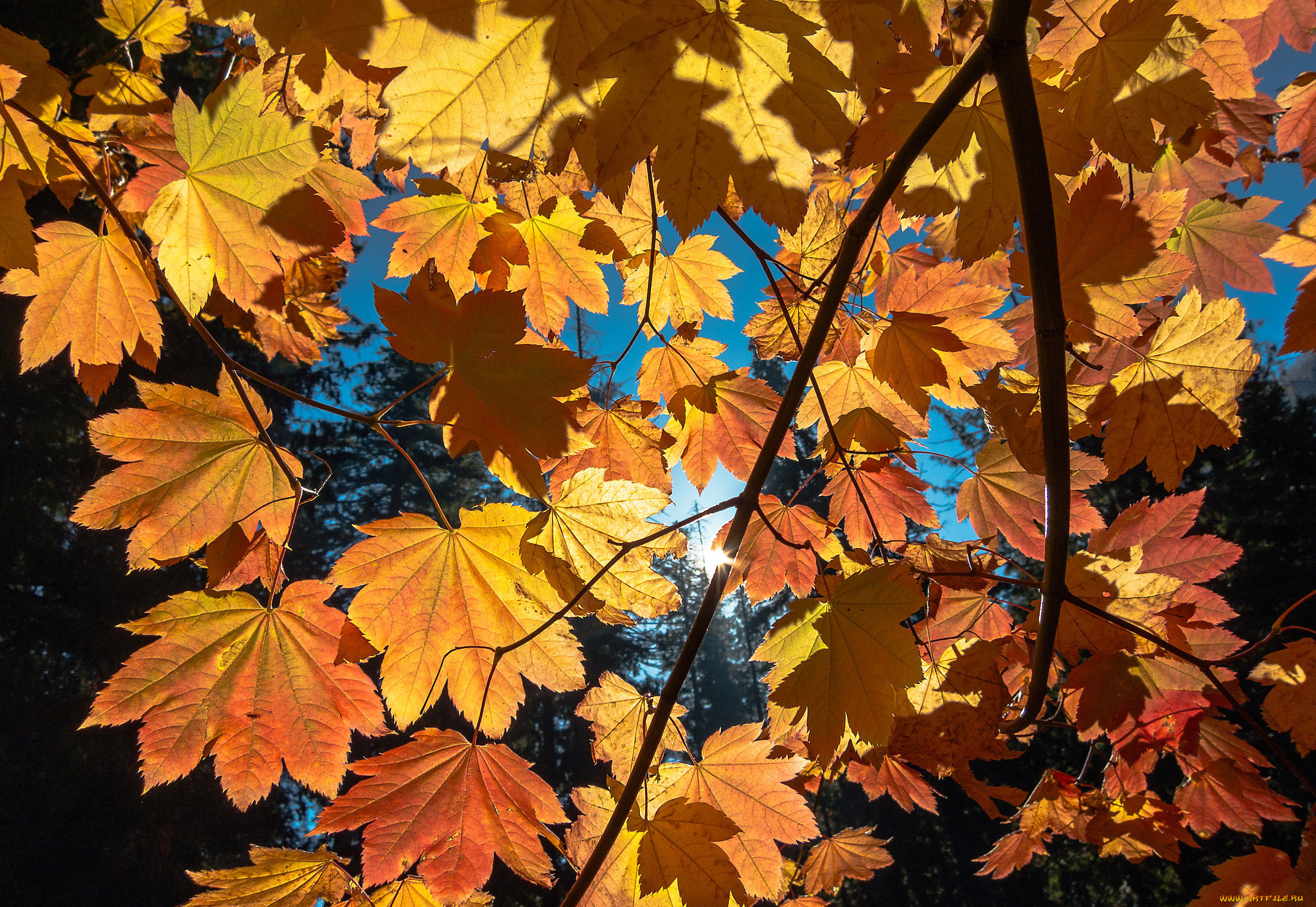 , , autumn, foliage, sun, , , 